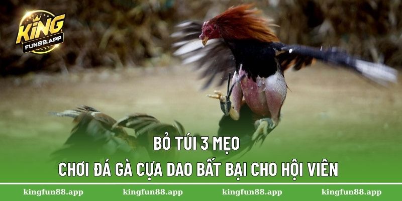 Đá Gà Cựa Dao – Bộ Môn Giải Trí Hấp Dẫn Nhất Tại Kingfun 3 Bỏ túi 3 mẹo chơi đá gà cựa dao bất bại cho hội viên