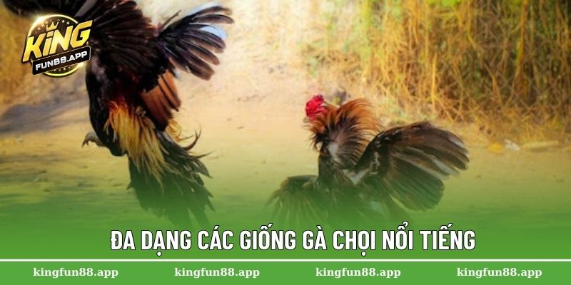 Đá Gà Chọi – Trận Đấu Kịch Tính Của Các Chiến Kê Lừng Danh 2 Đa dạng các giống gà chọi nổi tiếng