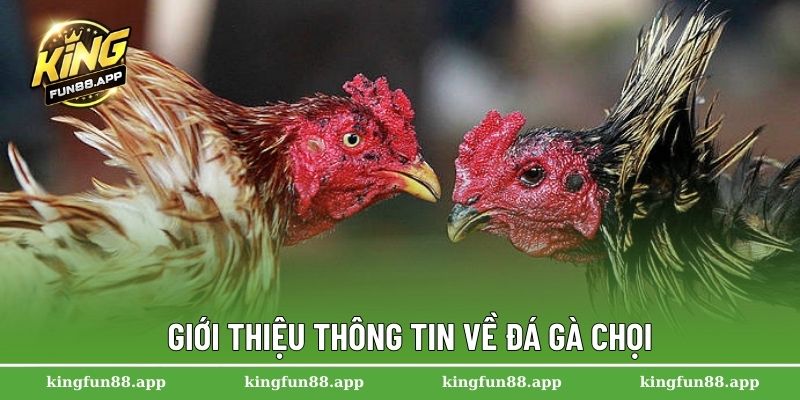 Đá Gà Chọi – Trận Đấu Kịch Tính Của Các Chiến Kê Lừng Danh 1 Giới thiệu thông tin về đá gà chọi