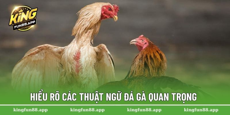 Thuật Ngữ Đá Gà Kingfun – Hướng Dẫn Dành Cho Người Mới 3 Hiểu rõ các thuật ngữ đá gà quan trọng