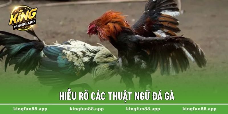 Thuật Ngữ Đá Gà Kingfun – Hướng Dẫn Dành Cho Người Mới 2 Hiễu rõ các thuật ngữ đá gà