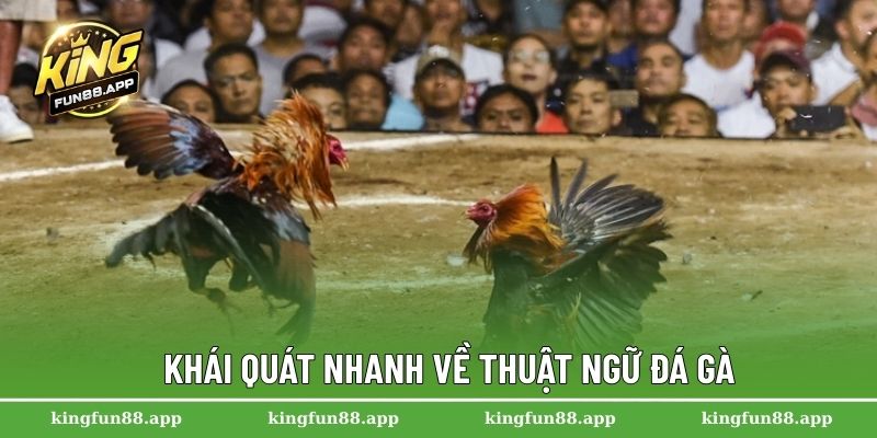 Thuật Ngữ Đá Gà Kingfun – Hướng Dẫn Dành Cho Người Mới 1 Khái quát nhanh về thuật ngữ đá gà