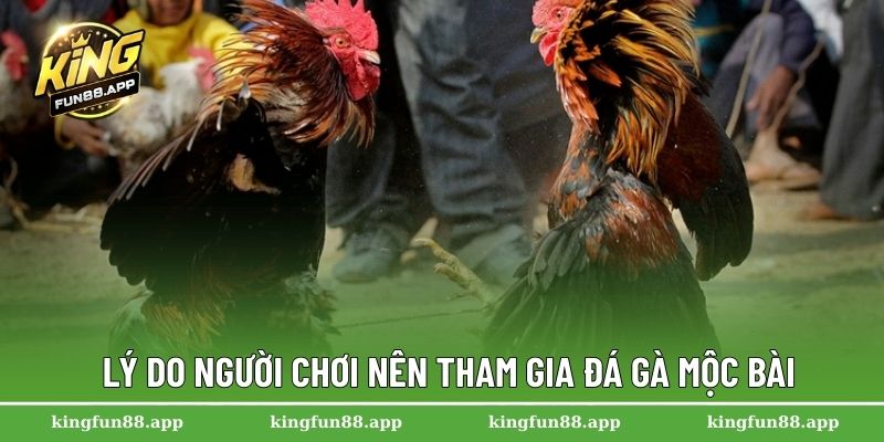 Đá Gà Mộc Bài – Trải Nghiệm Cá Cược Hấp Dẫn Nhất Năm 2025 2 Lý do người chơi nên tham gia đá gà Mộc Bài