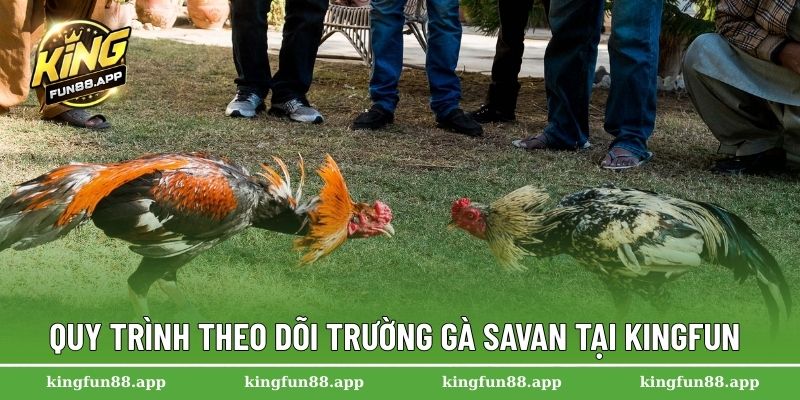 Trường Gà Savan – Thánh Địa Của Các Cuộc So Tài Kịch Tính 3 Quy trình theo dõi trường gà Savan tại Kingfun