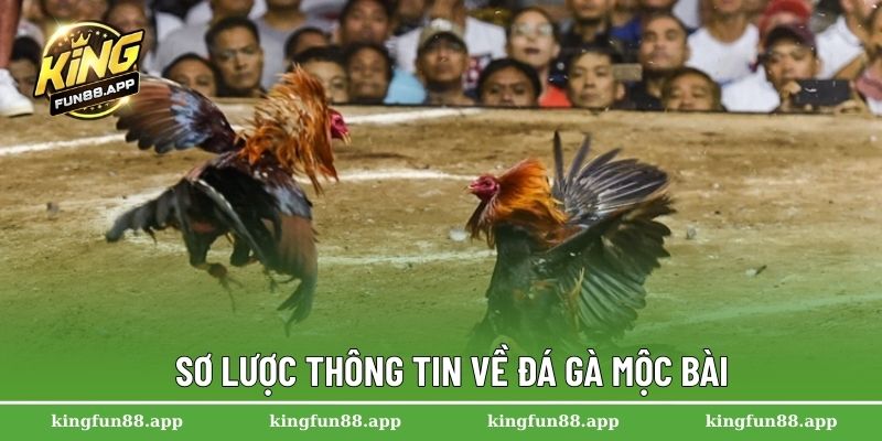 Đá Gà Mộc Bài – Trải Nghiệm Cá Cược Hấp Dẫn Nhất Năm 2025 1 Sơ lược thông tin về đá gà Mộc Bài