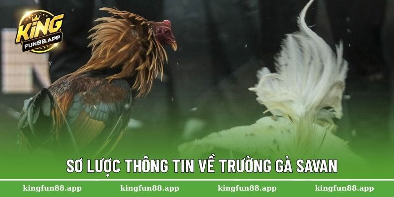 Trường Gà Savan – Thánh Địa Của Các Cuộc So Tài Kịch Tính 1 Sơ lược thông tin về trường gà Savan