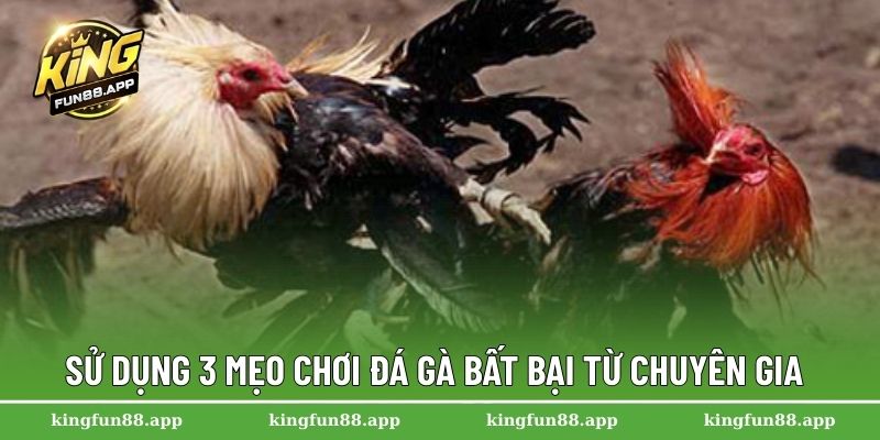 Đá Gà Mộc Bài – Trải Nghiệm Cá Cược Hấp Dẫn Nhất Năm 2025 3 Sử dụng 3 mẹo chơi đá gà bất bại từ chuyên gia