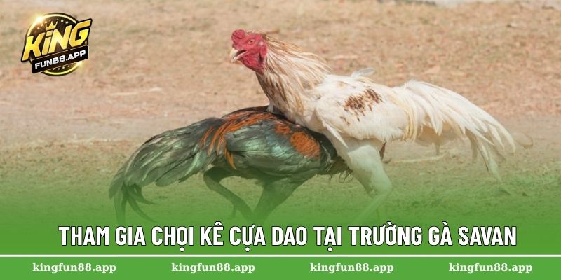 Trường Gà Savan – Thánh Địa Của Các Cuộc So Tài Kịch Tính 2 Tham gia chọi kê cựa dao tại trường gà Savan