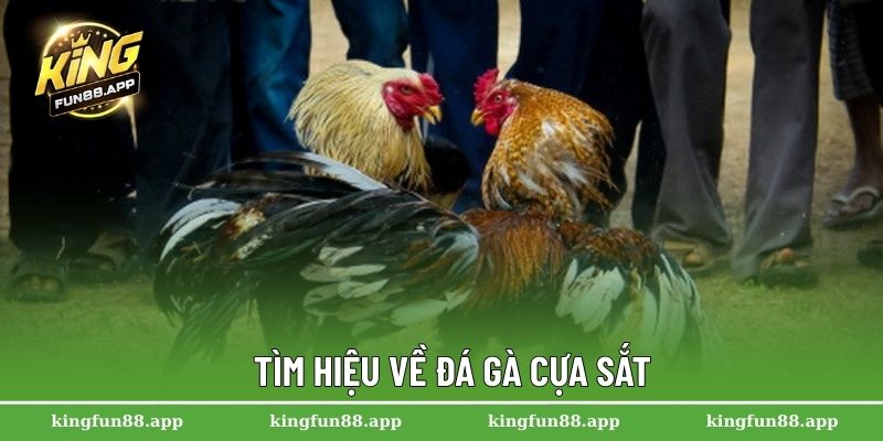 Đá Gà Cựa Sắt – Sân Chơi Cá Cược Hấp Dẫn Hàng Đầu Châu Á 1 Tìm hiệu về đá gà cựa sắt